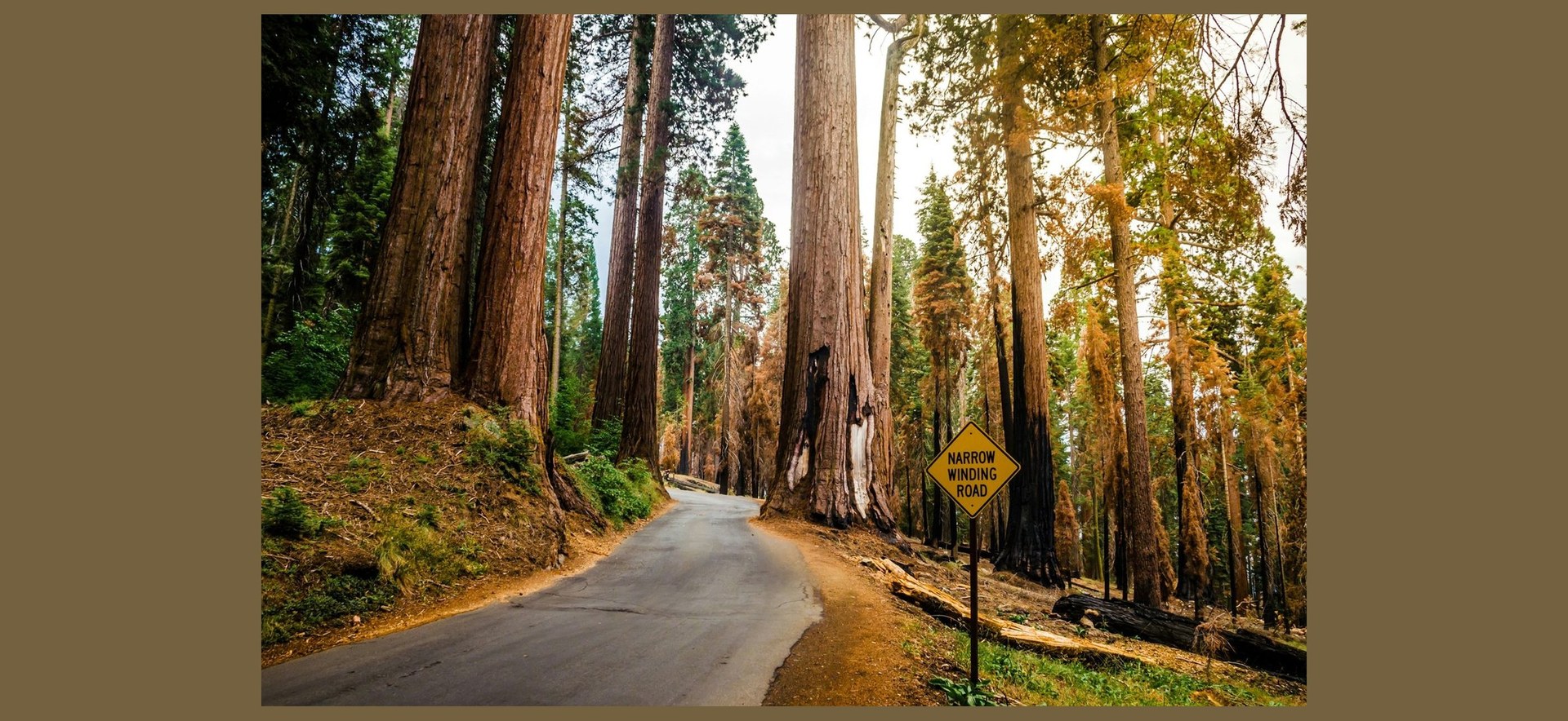 🌲 Yosemite Highlights + Mariposa Grove